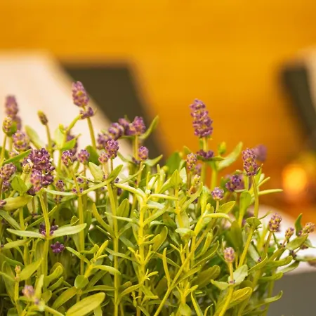 Harmonie Und In Triberg Apartamento Triberg im Schwarzwald